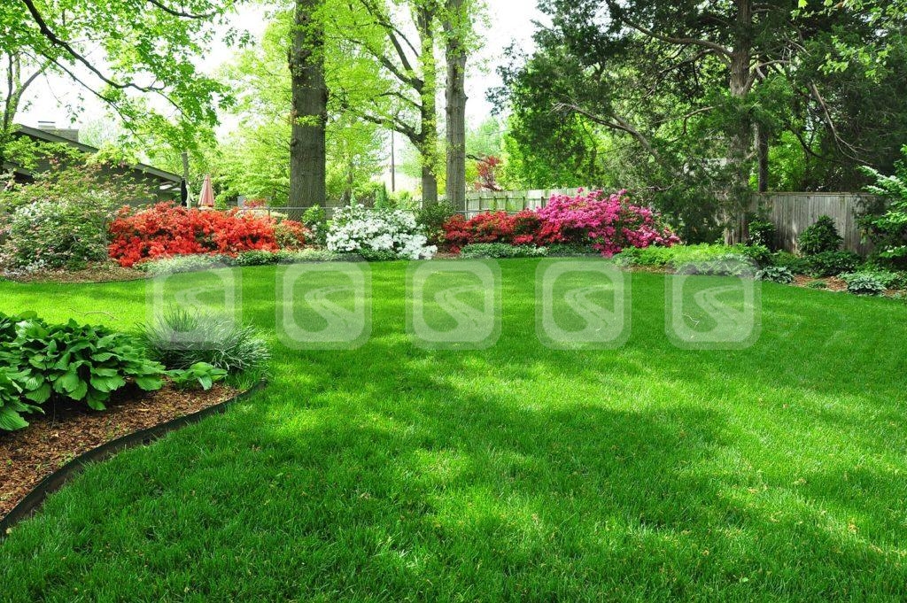 Рулонный газон Элитный