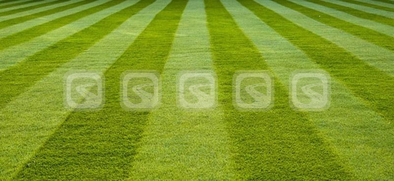 Рулонный газон Спортивный